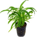 Cryptocoryne albida