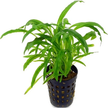 Cryptocoryne albida