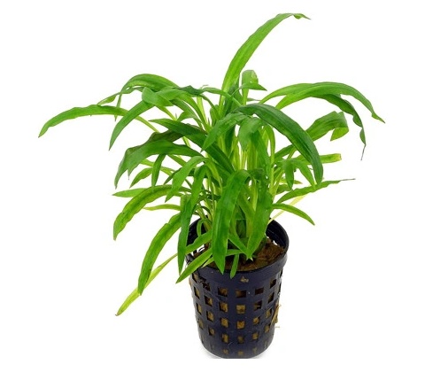 Cryptocoryne albida