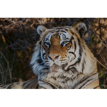 DIMEX ART s. r. o Флизелинов фототапет величествен тигър 375 x 250 см