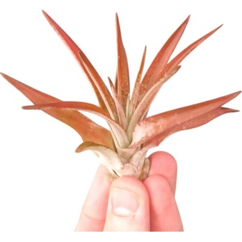 Tillandsia abdita Red