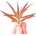 Tillandsia abdita Red
