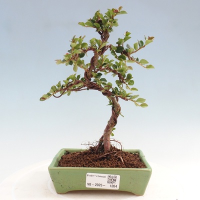 e-bonsai Venkovní bonsai-Cotoneaster horizontalis - Skalník