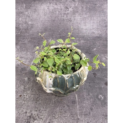Ficus Pumilla