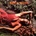 Roxy Music Stranded