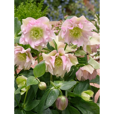 Čemeřice 'Double Ellen Pink' 1 ks – Zboží Dáma