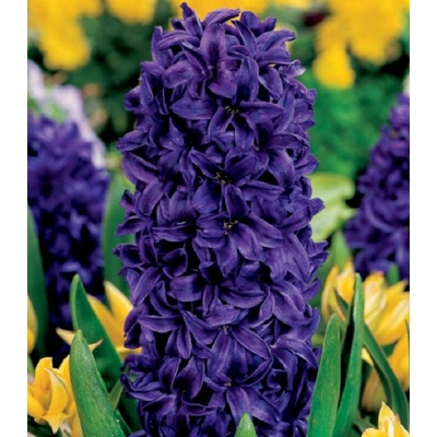 Hyacint Purple Star Hyacinthus prodej cibulovin 1 ks