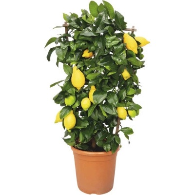 Citroník na špalieri FloraSelf Citrus 'Limon' výška cca 50 cm kvetináč Ø 21 cm