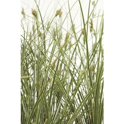 Ostrica väčšia FloraSelf Carex brunnea 'Variegata' výška 5-20 cm kvetináč Ø 14 cm