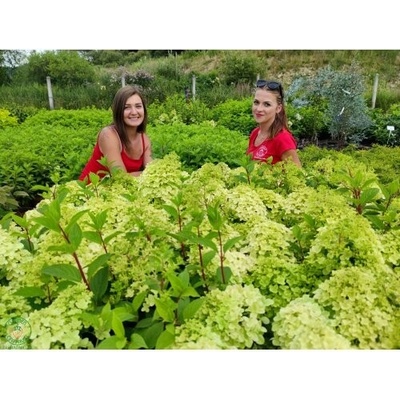 Hortenzia metlinatá (Hydrangea paniculata) ´DIAMANTINO´® – výška 30-60 cm, kont. C2L