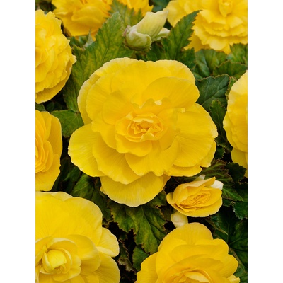 Begónia plnokvetá 'Double yellow' 2 ks