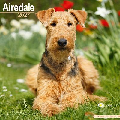 AVONSIDE Airedale teriér, 30 x 30 cm 2027