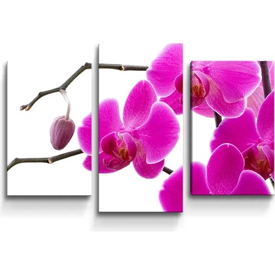 Sablio Obraz - 3-dílný Fialové Orchidey - 75x50 cm
