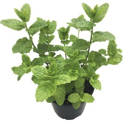 Máta koktejlová FloraSelf Mentha spicata 'Hugo' květináč Ø 13 cm