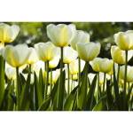 DIMEX ART Флизелинов фототапет бели лалета 375 x 250 см