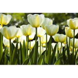 DIMEX ART Флизелинов фототапет бели лалета 375 x 250 см