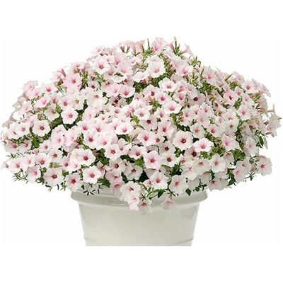 Petúnia Supertunia Vista Silverberry