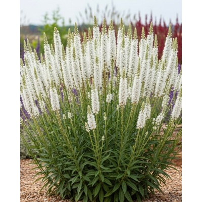 Šuškarda 'Liatris spicata alba' v květináči – Zbozi.Blesk.cz