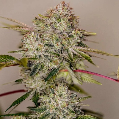 Positronics Sticky Dream semena neobsahují THC 1 ks