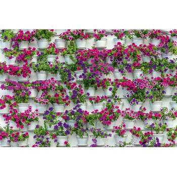 DIMEX ART s. r. o Флизелинов фототапет цветя в саксия 375 x 250 см