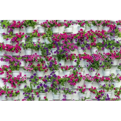 DIMEX ART Флизелинов фототапет цветя в саксия 375 x 250 см