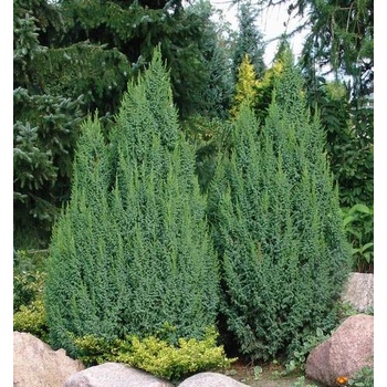 Juniperus pingii Loderi (jalovec stěsnaný)