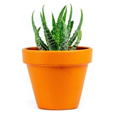 Gardners Aloe Humilis, průměr 6 cm Aloe