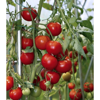 Paradajka koktailová Cerise – Solanum lycopersicum – semená paradajok – 10 ks
