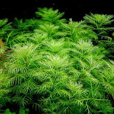 Myriophyllum mattogrossense