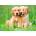 Ravensburger - Puzzle The Golden Retriever brothers - 500 piese