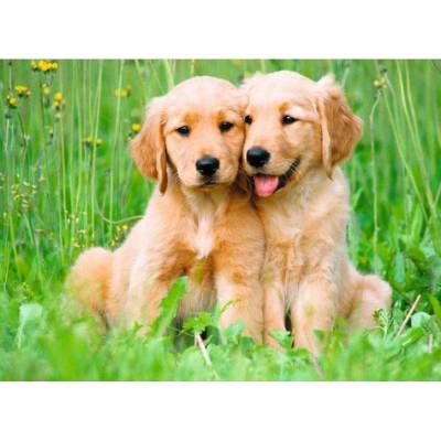 Ravensburger - Puzzle The Golden Retriever brothers - 500 piese