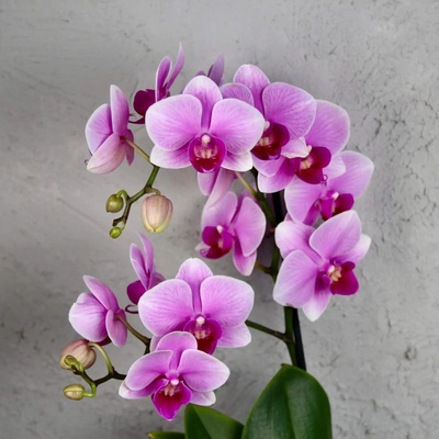 Orchidea phalaenopsis multiflora ružová
