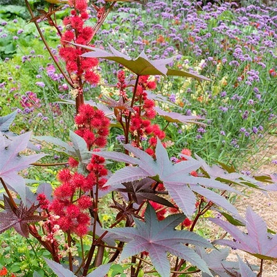 Seklos Рицин Ricinus communis L