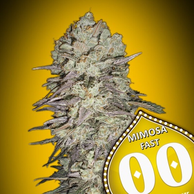 00 Seeds Bank Mimosa Fast semienka neobsahujú THC 3 ks
