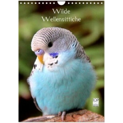 Wilde Wellensittiche Wand DIN A4 hoch, CALVENDO Monats 2026
