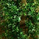 Zoo Med Australian Maple 36 cm