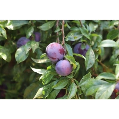 Slivka domáca (Prunus domestica) ´TOPTASTE´- stredne skorá, výška 150-180 cm, voľnokorenná