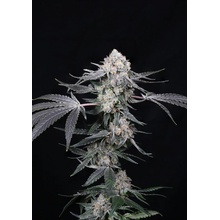 Paradise Seeds Paradise Seeds x Compound Genetics High Society semena neobsahují THC 5 ks