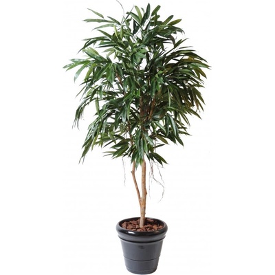 Luxusní umělý strom Ficus Alii Royal, 190cm
