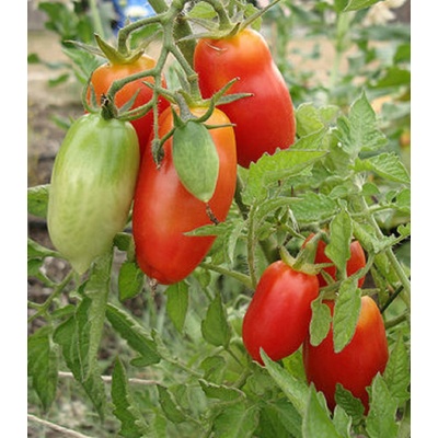 BIO Paradajka San Marzano - Solanum lycopersicum - bio semená paradajky - 7 ks