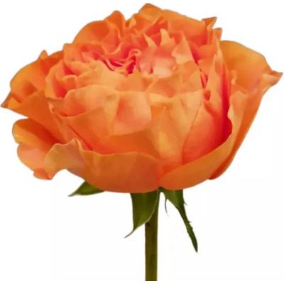 Růže MARIANGELA+ 50cm (L)