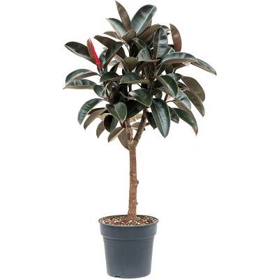 Ficus elastica abidjan 30x140 cm