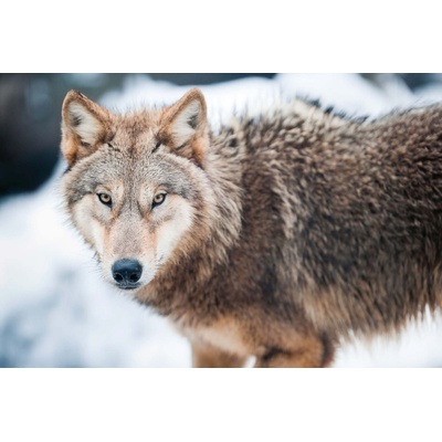 DIMEX ART Флизелинов фототапет вълк 375 x 250 см