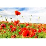 DIMEX ART Флизелинов фототапет червен мак 375 x 250 см