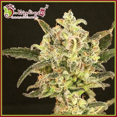 Dr. Krippling Seeds Dolly Kush semena neobsahují THC 10 ks