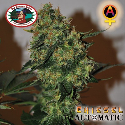 Big Buddha Seeds Chiesel Automatic semena neobsahují THC 5 ks