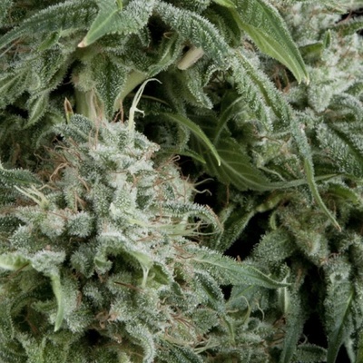 Pyramid Seeds CBD Northern Lights semienka neobsahujú THC 3 ks