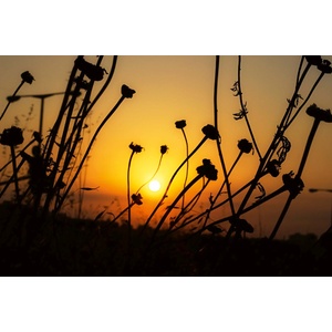 DIMEX ART Флизелинов фототапет сухо поле от цветя 375 x 250 см