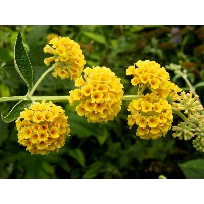 Komule Davidova Zluta (Komule Davidova, Davidova žlutá, Komule Davidova žlutá, spodní straně, Buddleja davidii) Komule Davidova Zluta