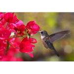 DIMEX ART Флизелинов фототапет колибри 375 x 250 см